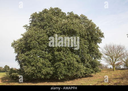 Quercus ilex Holm Oak, Evergreen, or Holly Oak, on heathland Shottisham, Suffolk, England Stock Photo