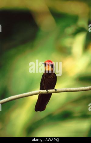 Ruby Topaz hummingbird (Chrysolampis mosquitus) perching in the Arnos Vale, Tobago, Trinidad & Tobago,Caribbean Stock Photo