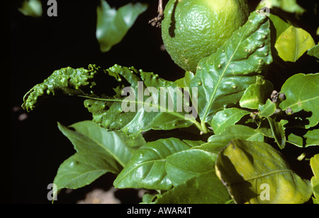 Citrus psyllid Trioza erytreae damage to lemon leaves South Africa Stock Photo