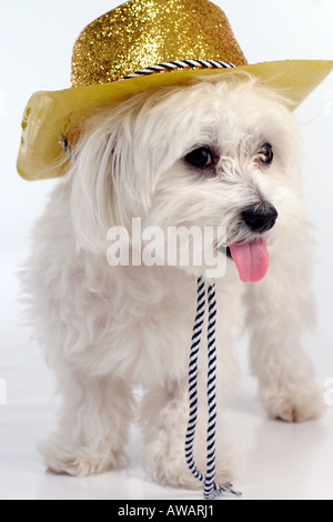 Dog wearing a cowboy hat Stock Photo