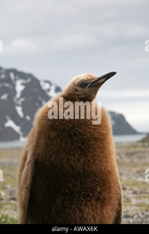 baby king penguin on the beach w/ snowy mountain in background Stock Photo