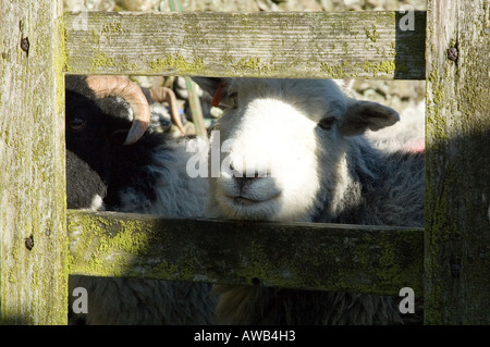 Herdwick sheep looking through the bars of a gate in the English Lake District. Stock Photo
