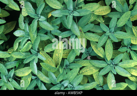 Chrysanthemum leafhopper Eupteryx melissae damage to sage leaves Stock Photo