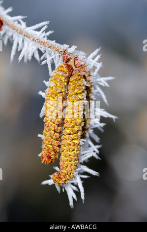 Flowering Common Hazel covered with ice crystals Stock Photo