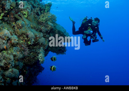 Pete Ball. Diver with camera looking at Red Sea reef with fish.