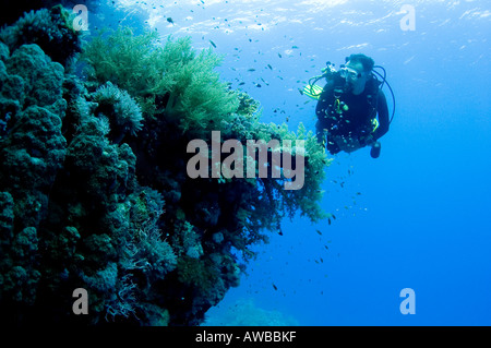 Pete Ball. Red Sea diver hovering alongside coral reef with small fish.