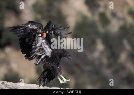 California Condor 249, Gymnogyps californianus, landing. Stock Photo