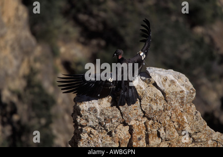 California Condor 246, Gymnogyps californianus, sunning on rock outcrop. Stock Photo