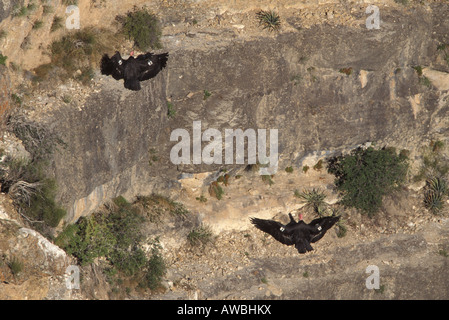 California Condor, Gymnogyps californianus, pair sunning on cliff. Stock Photo