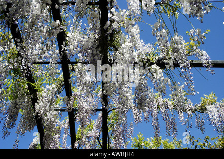 White Wisteria. ( Wisteria Floribunda Alba ) Stock Photo