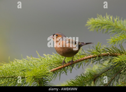 Male Chaffinch perched on branch of Pine tree in a British woodland Stock Photo