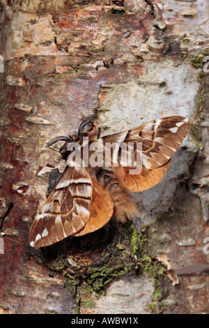 Male Kentish Glory Endromis versicolora on silver birch with wings open Stock Photo