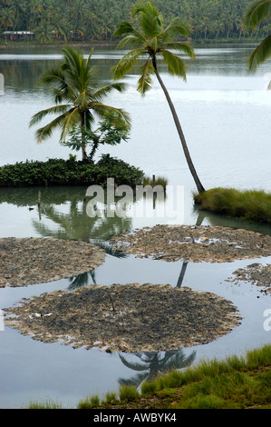 COCONUT SHELLS DUMPED IN SALINE WATER TO EXTRACT FIBRE VARKALA Stock Photo