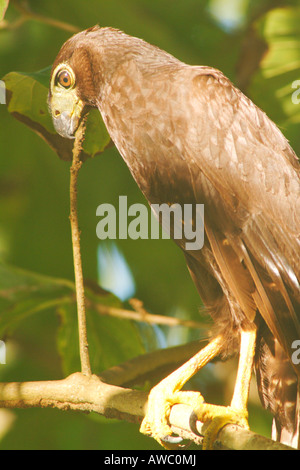 Collared Forest falcon ( Micrastur semitorquatus ) Corcovado National Park, Costa Rica Stock Photo