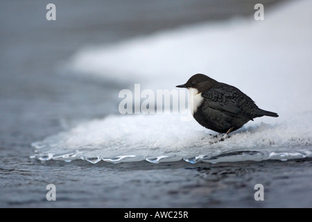 Black bellied dipper Cinclus cinclus cinclus Finland Winter Stock Photo