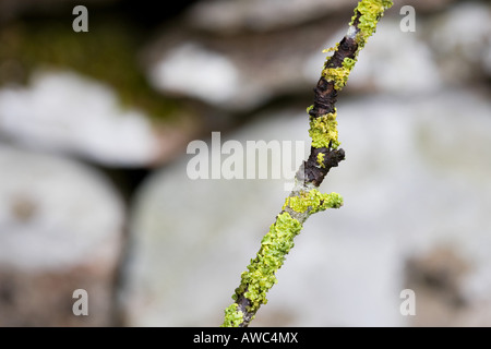 Close up of lichen on a stick infront of a dry stone wall. Cumbria. UK Stock Photo