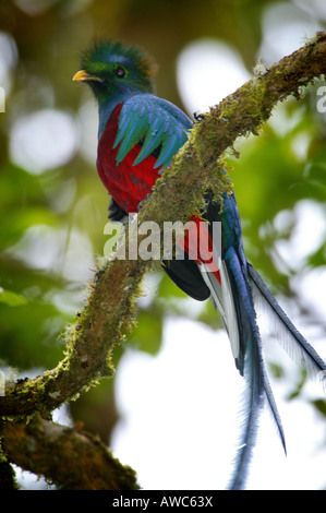 Panama wildlife with a Resplendent Quetzal, Pharomachrus mocinno, in La Amistad national park, Chiriqui province, Republic of Panama. Stock Photo