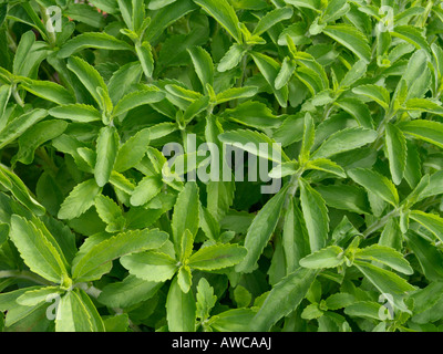 Sweet leaf of Paraguay (Stevia rebaudiana) Stock Photo
