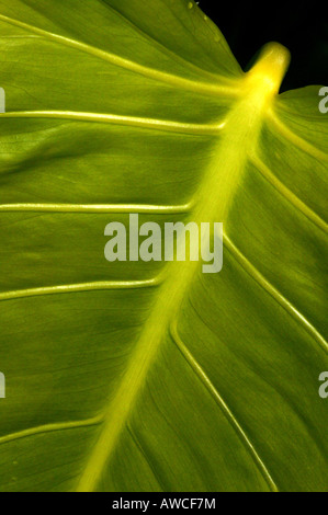 Large leaf on the cloud forest floor in La Amistad national park, Chiriqui province, Republic of Panama.