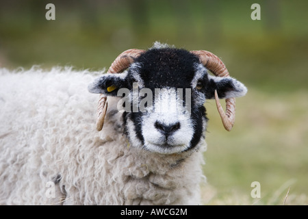 Swaledale sheep, Yorkshire Dales, England Stock Photo