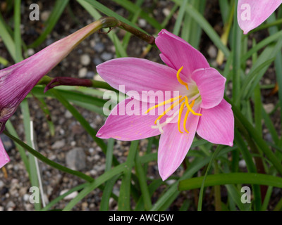 Pink rain lily (Zephyranthes grandiflora) Stock Photo