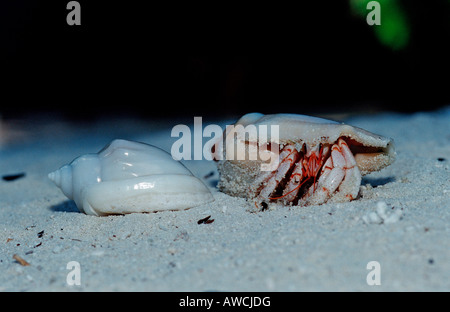 Hermit Crab at Beach Coenobita spec Maldives Indian Ocean Meemu Atoll Stock Photo