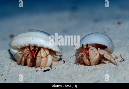 Hermit Crabs at Beach Coenobita spec Maldives Indian Ocean Meemu Atoll Stock Photo