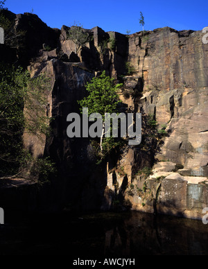 Silver Birch Tree growing above a pool on a disused quarry face Grindleford Derbyshire England Stock Photo