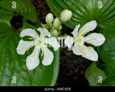 Cardwell lily (Proiphys amboinensis) Stock Photo