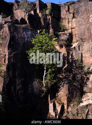 Silver Birch Tree growing above a pool on a disused quarry face Grindleford Derbyshire England Stock Photo