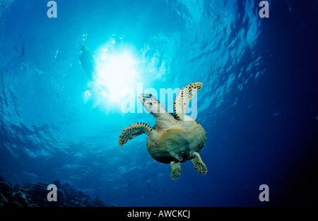 Hawksbill Turtle Eretmochelys imbricata Maldives Indian Ocean Meemu Atoll