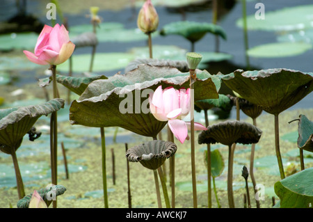 LOTUS PONDS OF KANYAKUMARI DISTRICT SOUTHERN TAMIL NADU Stock Photo