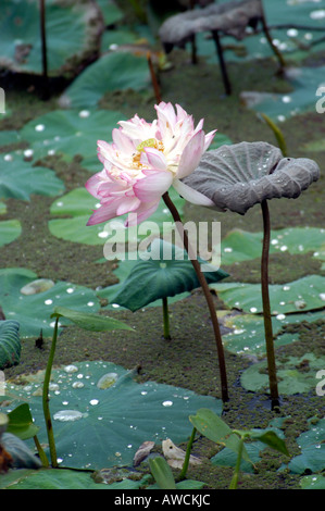 LOTUS PONDS OF KANYAKUMARI DISTRICT SOUTHERN TAMIL NADU Stock Photo