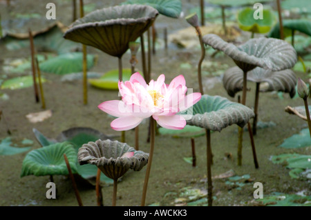 LOTUS PONDS OF KANYAKUMARI DISTRICT SOUTHERN TAMIL NADU Stock Photo