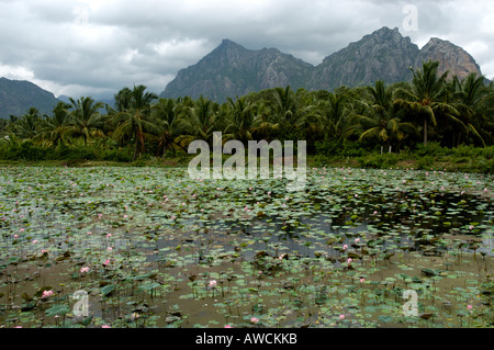 LOTUS PONDS OF KANYAKUMARI DISTRICT SOUTHERN TAMIL NADU Stock Photo