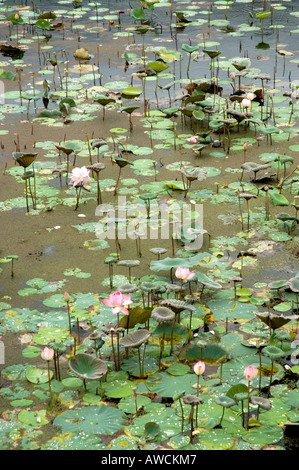 LOTUS PONDS OF KANYAKUMARI DISTRICT SOUTHERN TAMIL NADU Stock Photo