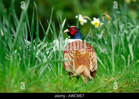 Pheasant Phasianus colchicus at Boconnoc garden Cornwall Spring 2005