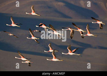 Flying flamingo formation (Phoenicoparrus) at lagoon Laguna Colorada, Altiplano, Bolivia, South America Stock Photo