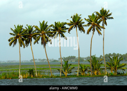 R BLOCK NEAR THE BACKWATERS OF ALLEPPEY Stock Photo