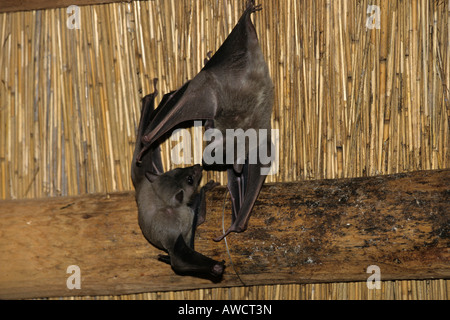 Egyptian Fruit Bat or Egyptian Rousette (Rousettus aegyptiacus) Stock Photo