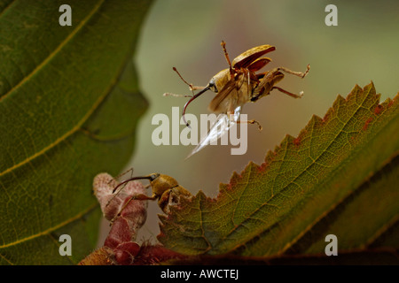 Hazelnut Weevils (Curculio nucum), male and female Stock Photo