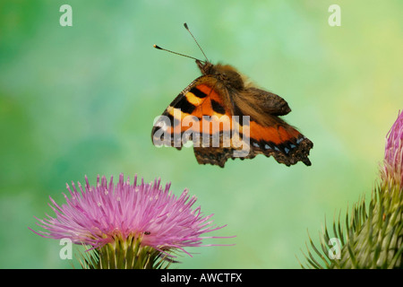 Small Tortoiseshell Butterfly (Aglais urticae) Stock Photo