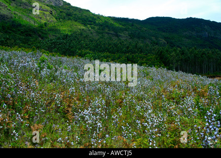 Photographs of Neelakurinji flowers | Neelakurinji Phenomenon