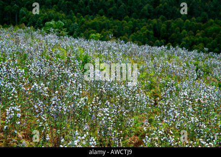 NEELAKURINJI FLOWERS IN GUHANATHAPURAM NEAR KOVILOOR MUNNAR Stock Photo