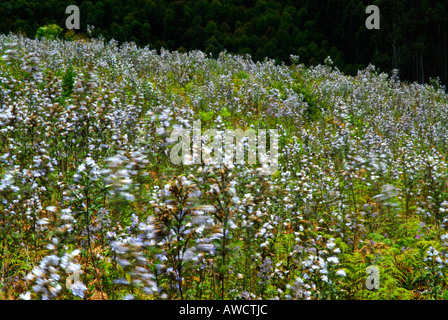 NEELAKURINJI FLOWERS IN GUHANATHAPURAM NEAR KOVILOOR MUNNAR Stock Photo