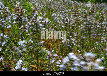 NEELAKURINJI FLOWERS IN GUHANATHAPURAM NEAR KOVILOOR MUNNAR Stock Photo