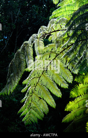 GIANT TREE FERN IN MANNAVAN SHOLA IN KOVILOOR NEAR MUNNAR Stock Photo
