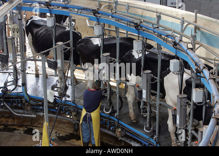 Milking installation, Baden-Wuerttemberg, Germany Stock Photo