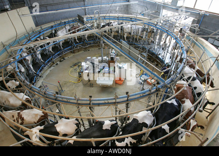 Milking installation, Baden-Wuerttemberg, Germany Stock Photo