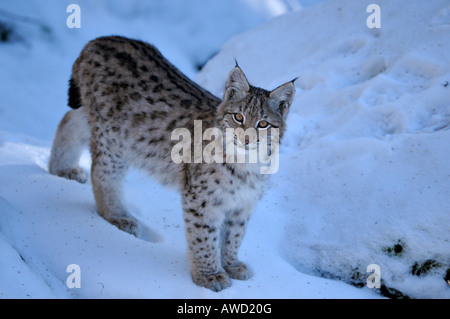 Eurasian Lynx (Lynx lynx) cub in the snow, Bavarian Forest, Bavaria, Germany, Europe Stock Photo